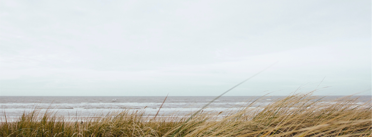 Beach Grass